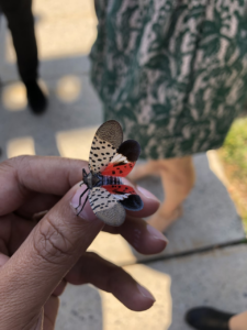 Squashing spotted lanternfly populations a daunting yet vital task